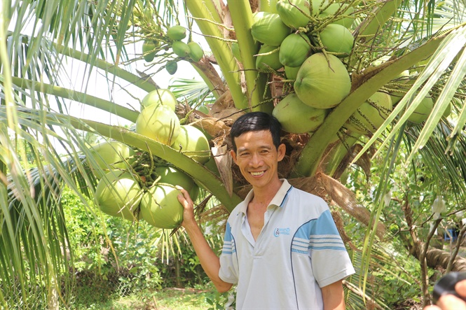 dua dua de trong nang suat cao khong phai lo dau ra