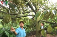 thanh trieu phu nho dao cao long lung