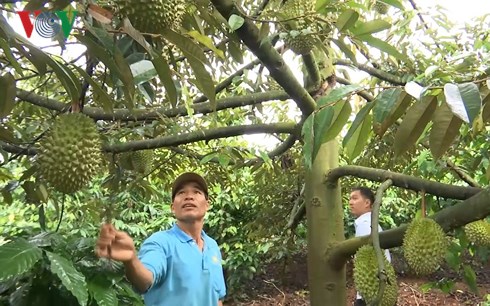 tro thanh trieu phu nho trong bo sau rieng xen trong vuon ca phe