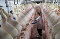 mo hinh nuoi lon khong chat thai tai bac lieu