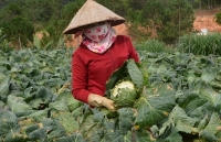 thang 8 di du lich o dau 5 ly do nen va khong nen den da lat trong thang nay