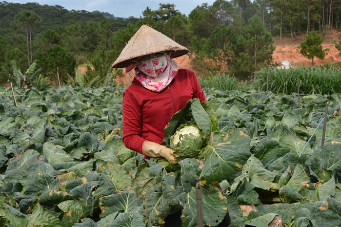 vung rau da lat khon don vi gia ca giam sau