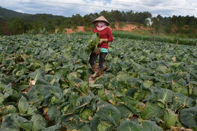 vung rau da lat khon don vi gia ca giam sau