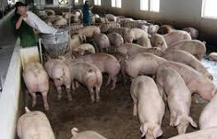Xuất khẩu thịt lợn tươi sang Myanmar, bước ngoặt của chăn nuôi Việt Nam