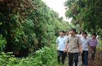 nhan tim viet duoc thuong lai thai sung suc lung mua moi nhanh gia bac trieu