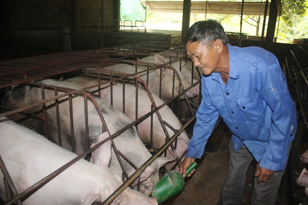 heo trong nuoc gia cao nang suat thap