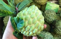 tiec trung nhan sam bien nhat 80 trieu cua dai gia ha thanh