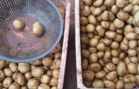 3 cach don gian phan biet khoai tay trung quoc va khoai tay da lat