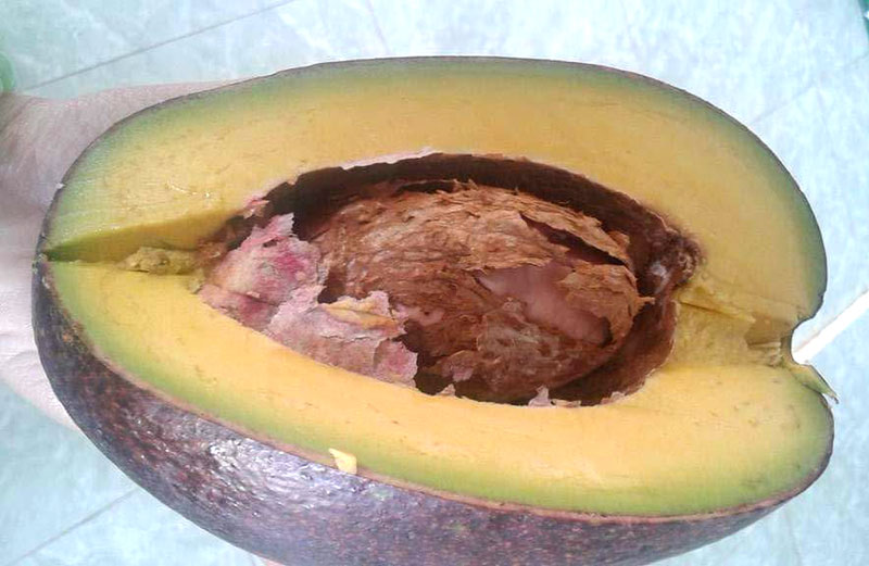 qua bo khong lo ca nha nhin com chia nhau an khong het