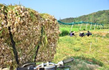 Quảng Ngãi: 'Vàng trắng' rớt giá thảm hại