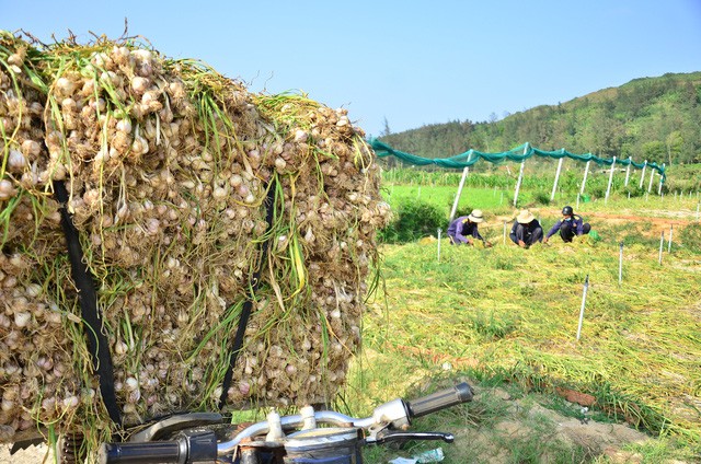 quang ngai vang trang rot gia tham hai