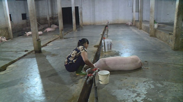 bi dat lo mo tap trung thiet ke 140 con chi mo 7 conngay