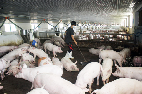 Quyết liệt phòng, chống dịch bệnh trong chăn nuôi quyet liet phong chong dich benh trong chan nuoi