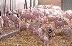 Dự báo giá heo (lợn) hơi hôm nay (20/9): Đà tăng giá không đồng đều tại các địa phương