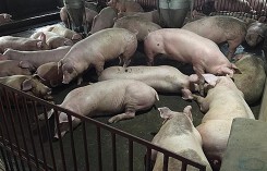 Dự báo giá heo hơi (24/9): Miền Bắc tiếp tục đạt mốc 56.000 đồng/kg trong tuần mới