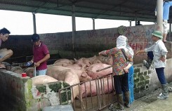 Dự báo giá heo (lợn) hơi hôm nay (22/9): Nguy cơ bệnh dịch tả lợn châu Phi người dân tránh tăng đàn ồ ạt