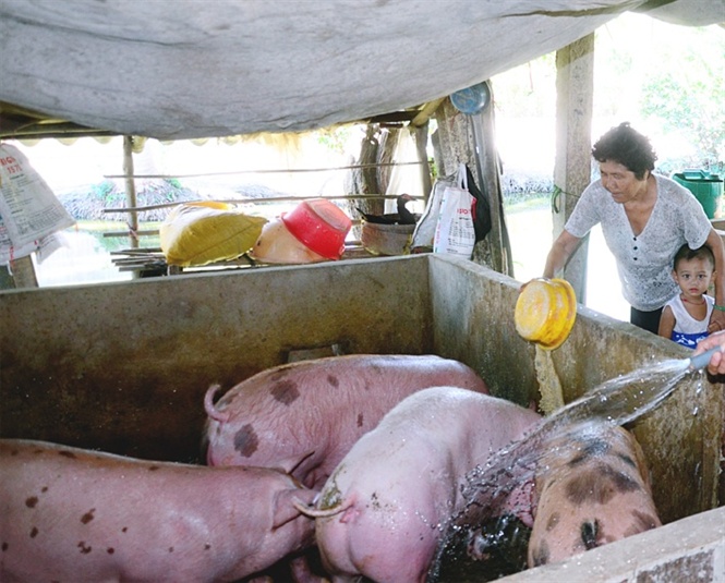 bac lieu gia lon tang nguoi nuoi tang tai dan