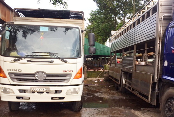 Phát hiện gần 300 con heo nghi bị bơm nước phat hien gan 300 con heo nghi bi bom nuoc