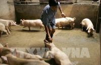 chi cuc thu y vung 6 tang cuong kiem tra heo nhap lau qua bien gioi