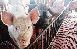 Hà Nội chủ động ngăn chặn bệnh dịch tả lợn châu Phi