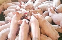 du bao gia heo lon hoi ngay 510 mien nam tang gia den 2000 dongkg