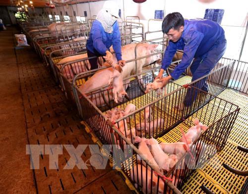 Thận trọng trong việc mở rộng sản xuất, tăng đàn lợn than trong trong viec mo rong san xuat tang dan lon