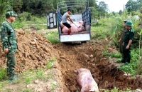 cuc thu y nguy co dich ta lon chau phi xam nhiem vao viet nam la rat cao