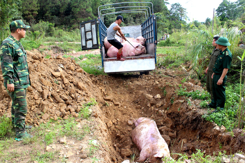 quang ninh xu ly diem nong nhap lau truoc dich ta lon chau phi