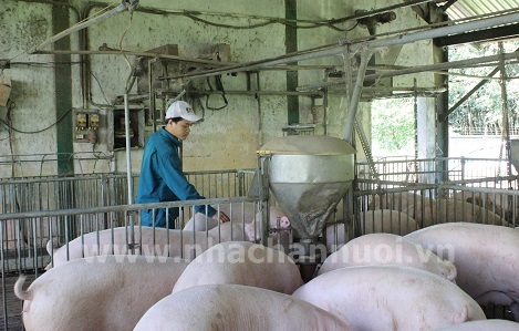 chan nuoi heo lo hong tu du bao nhu cau