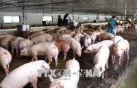cuc thu y nguy co dich ta lon chau phi xam nhiem vao viet nam la rat cao