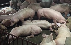 Dự báo giá heo (lợn) hơi ngày 23/10: Đa phần các tỉnh miền Nam đều có mức giá trên 50.000 đồng/kg