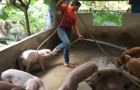 cuc thu y nguy co dich ta lon chau phi xam nhiem vao viet nam la rat cao