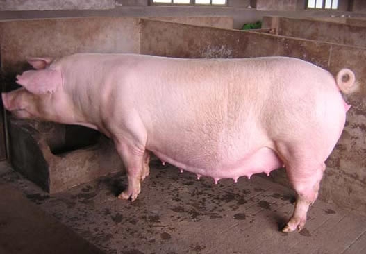 du bao gia heo lon hoi ngay 2610 mien nam tiep tuc giam toi 3000 dong