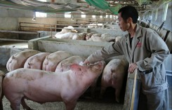 Dự báo giá heo (lợn) hơi ngày 30/10: Miền Nam tiếp tục giảm giá bán