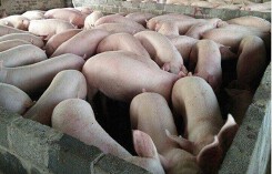 Dự báo giá heo (lợn) hơi ngày 31/10: Miền tiếp tục nằm trong khoảng giá từ 48.000 đồng/kg đến 54.000 đồng/kg