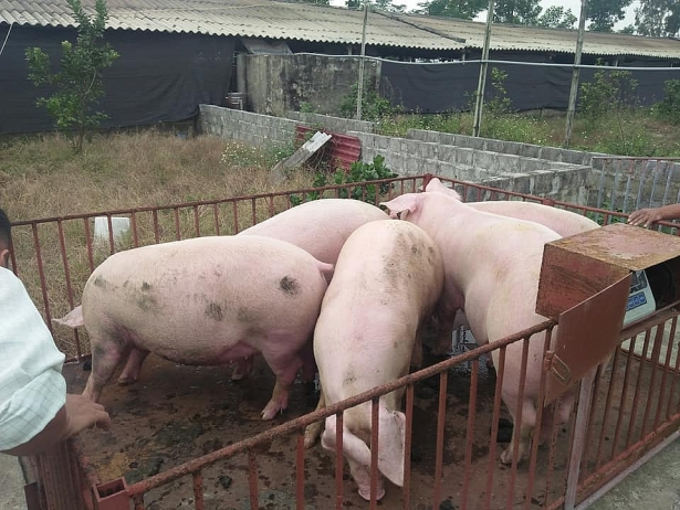 Dự báo giá heo (lợn) hơi ngày 3/11: Miền Nam bắt đầu rục rịch tăng nhẹ du bao gia heo lon hoi ngay 311 mien nam bat dau ruc rich tang nhe