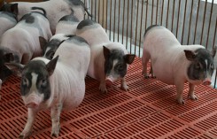 Dự báo giá heo (lợn) hơi ngày 7/11: Miền Trung, Tây Nguyên tiếp tục giữ xu hướng ổn định về giá