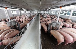Dự báo giá heo (lợn) hơi (9/11): Miền Trung và Tây Nguyên sẽ tiếp tục ổn định?