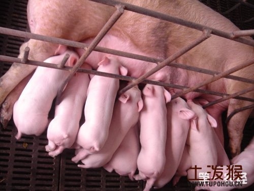 du bao gia heo lon hoi ngay 1111 mot so noi tai mien nam co su tang gia