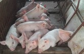 Dự báo giá heo (lợn) hơi ngày 28/11: Miền Trung có nơi giảm 3.000 đồng/kg