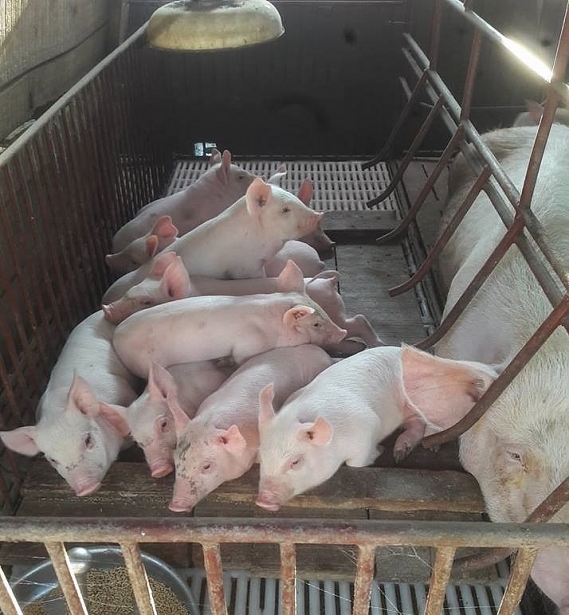 du bao gia heo lon hoi ngay 2811 mien trung co noi giam 3000 dongkg