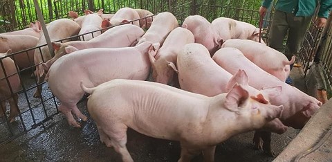 du bao gia heo lon hoi ngay 112 mien nam co noi tang 3000 dongkg