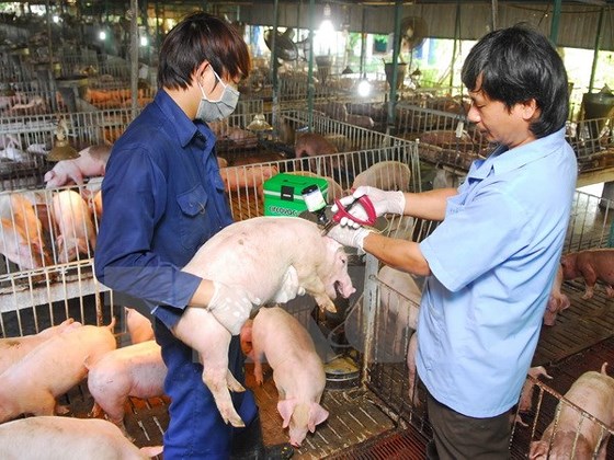 benh dich ta lon chau phi dang dien bien phuc tap gan vien gioi viet nam