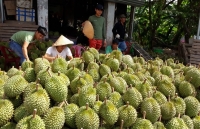 trung quoc giam nhap buoi va sau rieng viet