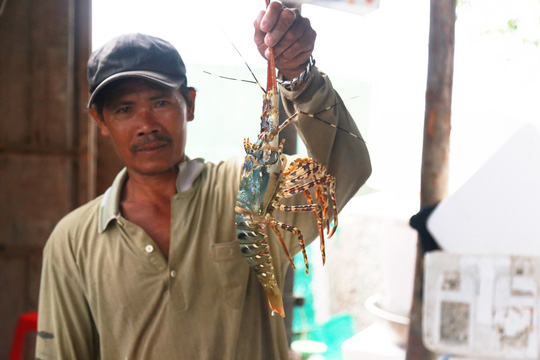 tom hum o cam ranh chi con 100000 dongkg sau bao
