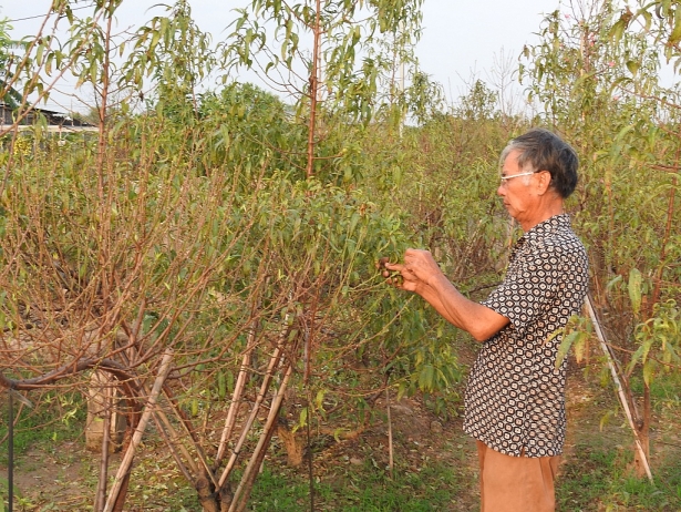 lo het cay choi tet nhieu vuon dao quat da duoc dat truoc mot nua