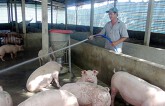 Dự báo giá heo (lợn) hơi ngày 9/12: Miền Trung chấm dứt đà tăng?
