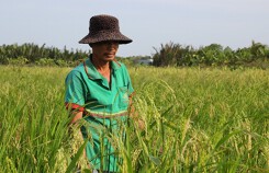 Thương lái đến miền Tây thu mua bông lúa non, gốc rạ