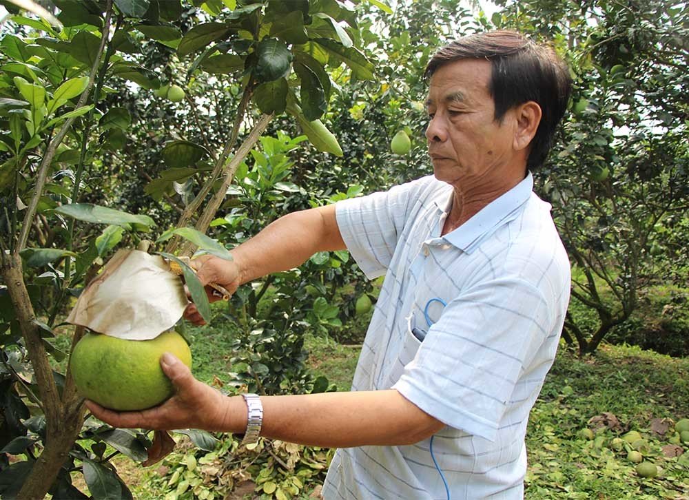 qua buoi vuong ki la lan dau tien xuat hien o viet nam