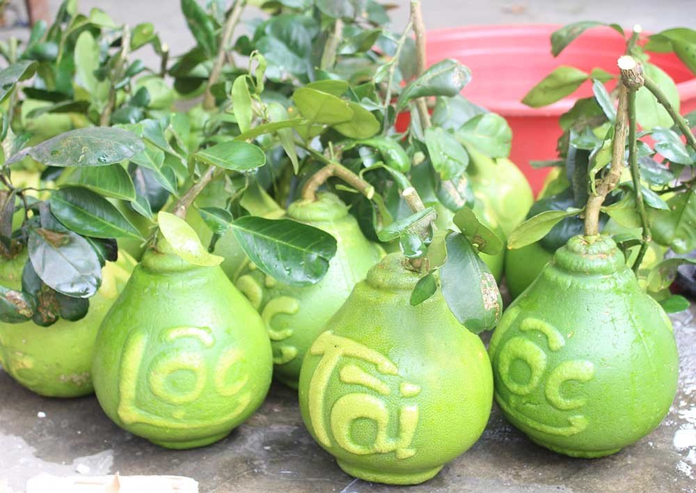 qua buoi vuong ki la lan dau tien xuat hien o viet nam